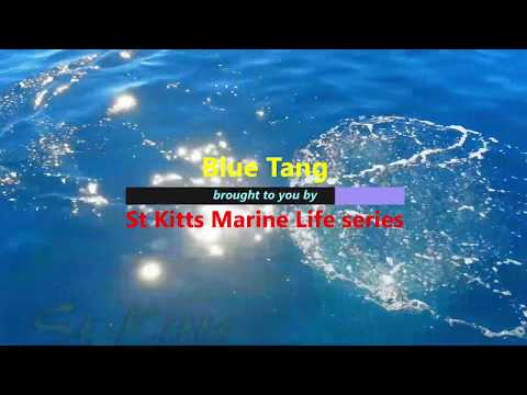 Blue Tang – St Kitts Marine Life Series. (Subtitled)