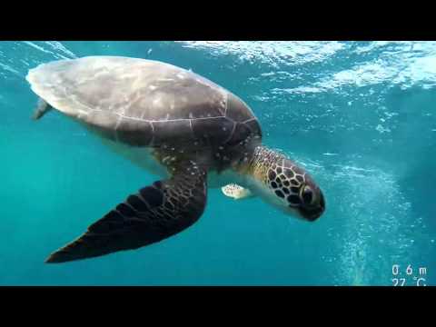Sea Turtles of St Kitts