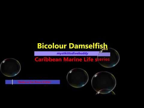 Bicolor Damselfish -- Marine Life Series. (Subtitled)