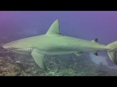 Grey Reef Sharks on Brimstone Shallows reef, St Kitts