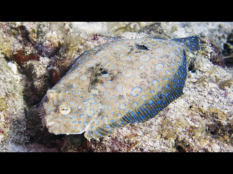 Peacock Flounder changing color on a St Kitts reef.