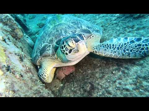 Green Sea Turtle -- Marine Life Series. (subtitled)