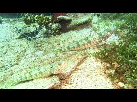 Sand Diver – Marine Life Series. (Subtitled)
