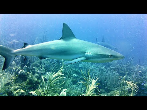 Shark eats a Lionfish for lunch!. St Kitts Scuba Diving and Shark encounters.