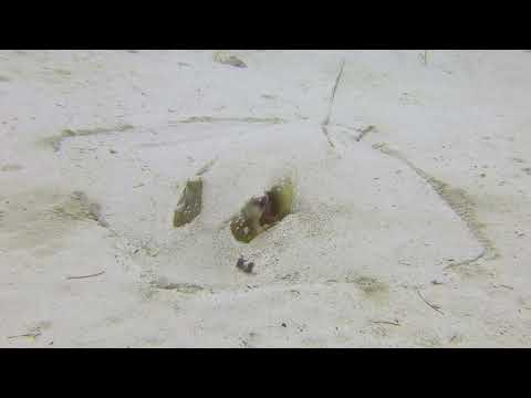 Southern Stingray - St Kitts Marine Life Series. (Subtitled)