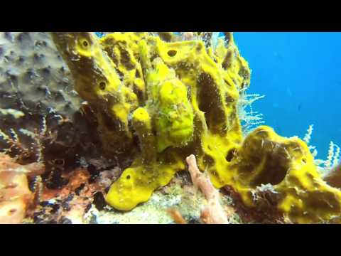 Longlure Frogfish -- St Kitts Marine Life Series. (Subtitled)