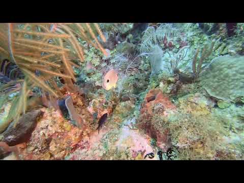 Foureye Butterflyfish – St Kitts Marine Life Series. (Subtitled)