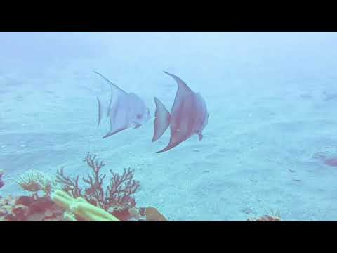 Angelfish -- St Kitts Marine Life Series. (Subtitled)