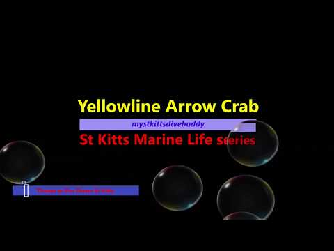 Arrow Crabs – St Kitts Marine Life Series. (Subtitled)