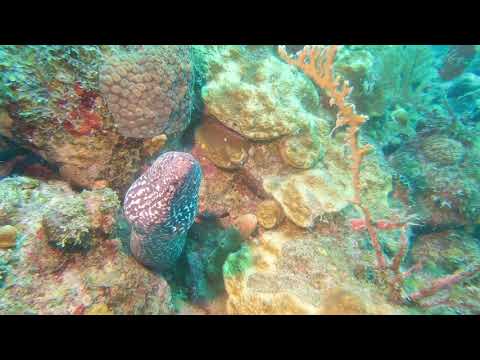 Spotted Moray -- St Kitts Marine Life Series. (Subtitled)