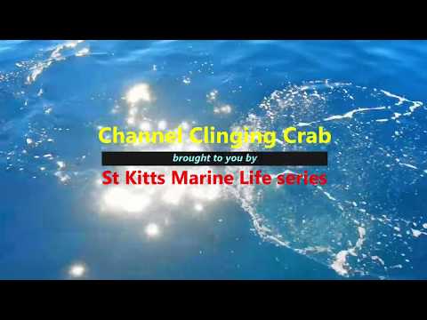 Channel Crab Marine Life Series. (Subtitled)