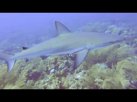 Grey Reef Sharks --St Kitts Marine Life Series. (Subtitled)