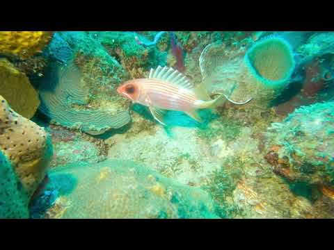 Squirrelfish – St Kitts Marine Life Series. (Subtitled)