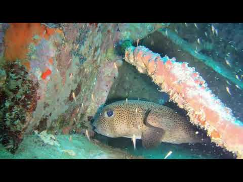 Pufferfish -- St Kitts Marine Life Series. (Subtitled)