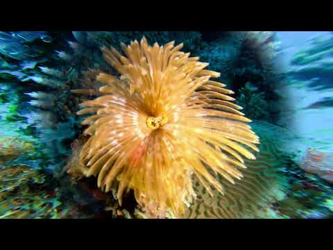 Tubeworms – St Kitts Marine Life Series. (Subtitled)