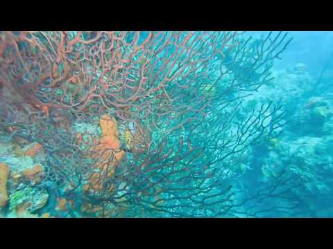 Black Coral -- St Kitts Marine Life Series. (Subtitled)