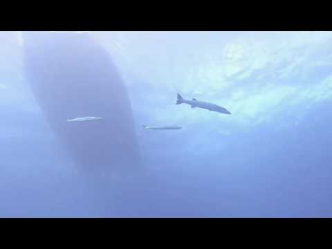 Barracuda -- St Kitts Marine Life Series. (Subtitled)