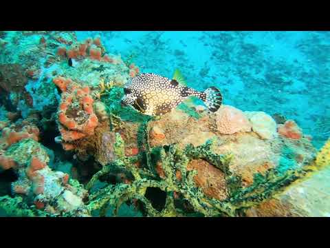 Smooth Trunkfish -- Marine Life Series. (Subtitled)