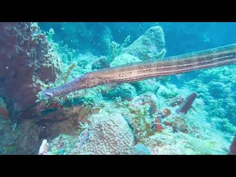 Trumpetfish – Marine Life Series. (Subtitled)