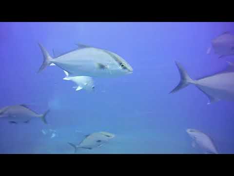 Almaco Jacks – Marine Life Series. (Subtitled)