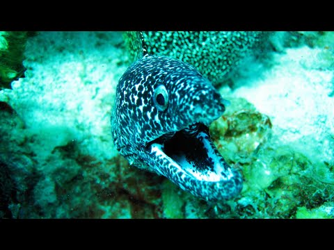 A Scuba Dive on the Vents Reef St Kitts
