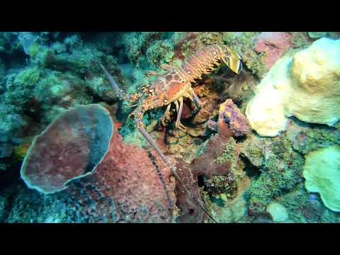 Caribbean Spiny Lobster – St Kitts Marine Life Series. (Subtitled)