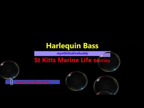 Harlequin Bass -- St Kitts Marine Life Series. (Subtitled)