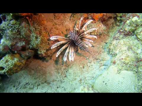 Lionfish -- St Kitts Marine Life Series. (Subtitled)