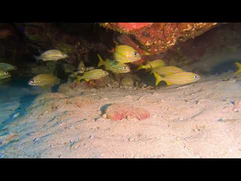 Smallmouth Grunts -- St Kitts Marine Life Series. (Subtitled)