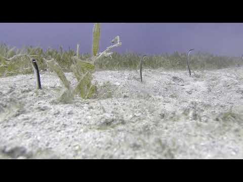 Watch Garden eels emerge from the sandy bottom while scuba diving in St Kitts