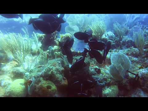 Black Durgons -- St Kitts Marine Life Series. (Subtitled)