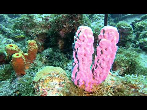 Sea Sponges – St Kitts Marine Life Series. (Subtitled)