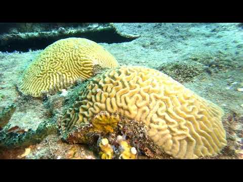 Hard Corals -- St Kitts Marine Life Series. (Subtitled)