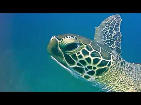 Hawksbill Sea Turtles – St Kitts Marine Life Series. (Subtitled)