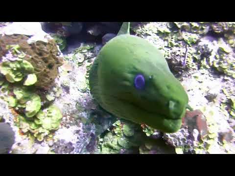 Green Moray Eel -- St Kitts Marine Life Series. (Subtitled)