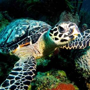 Hawksbill Turtle on a St Kitts reef