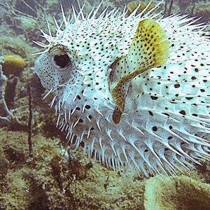 Pufferfish on a St Kitts reef