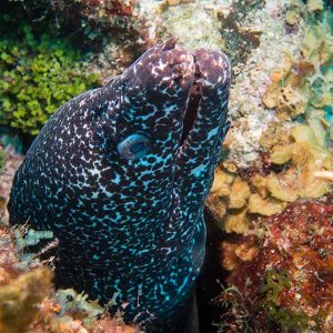 Speckled Moray on a St Kitts reef
