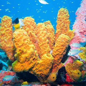 Sponges on a St Kitts reef