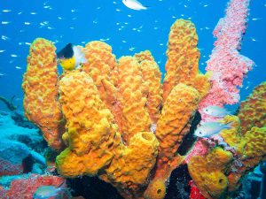 Sponge and Corals found in St Kitts