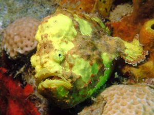 Frogfish in St Kitts