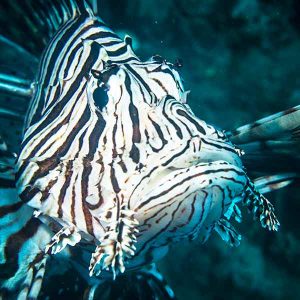 Lionfish on a St Kitts reef