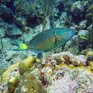 Parrot Fish on St Kitts Reef