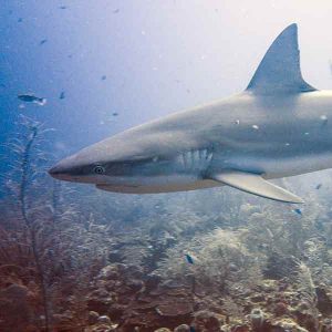 Grey Reef Shark on a St Kitts reef