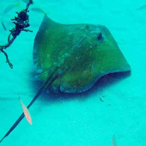 Southern Stingray on a St Kitts reef