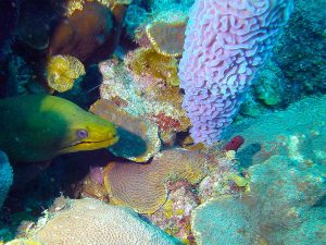 Green Moray in Coral