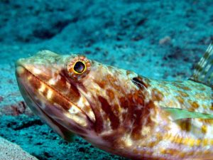 Lizardfish on a St Kitts reef