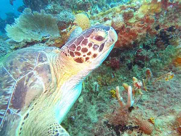 Green Turtle in St Kitts